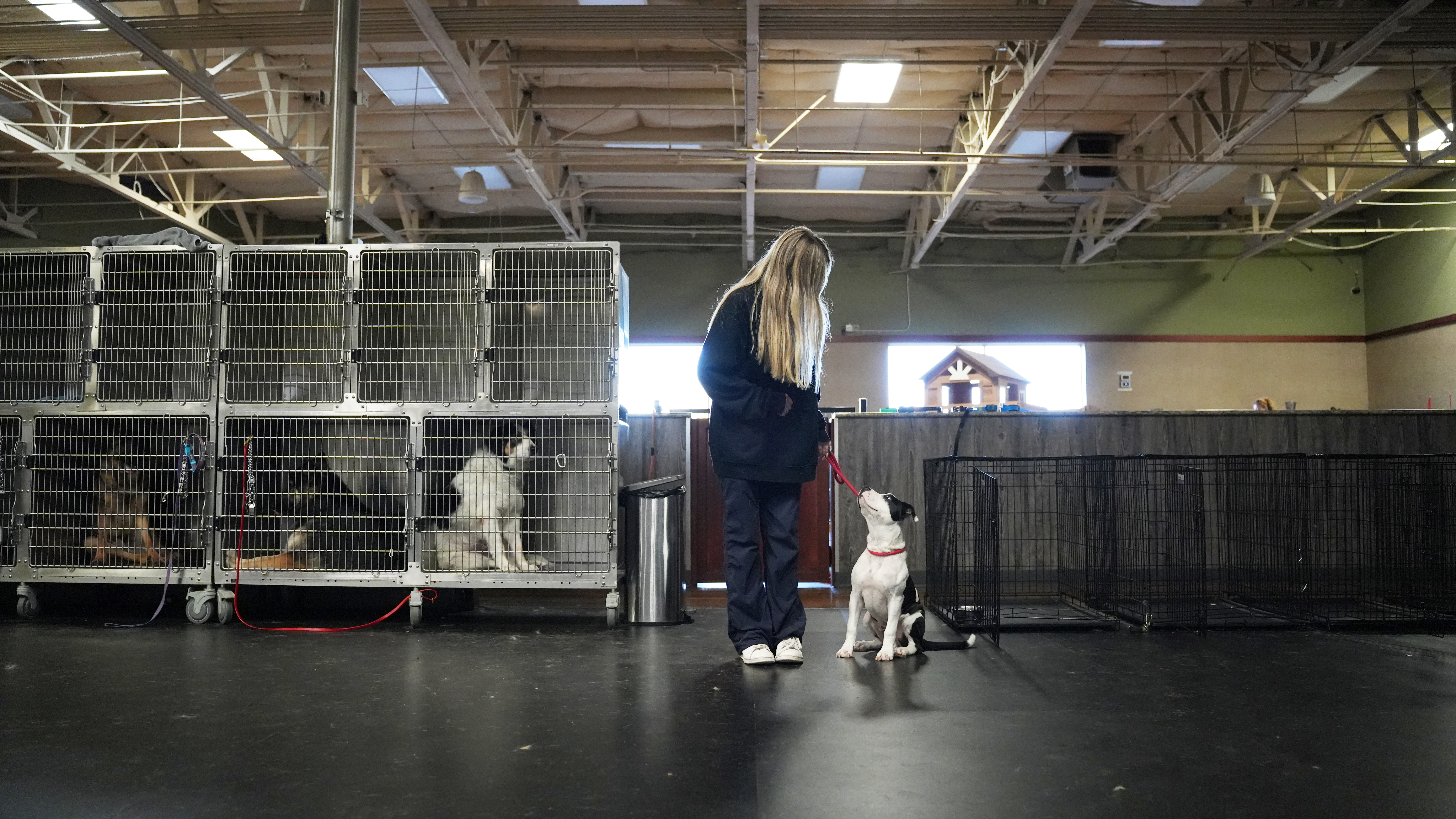 A Partners trainer working hands-on with dogs at the facility