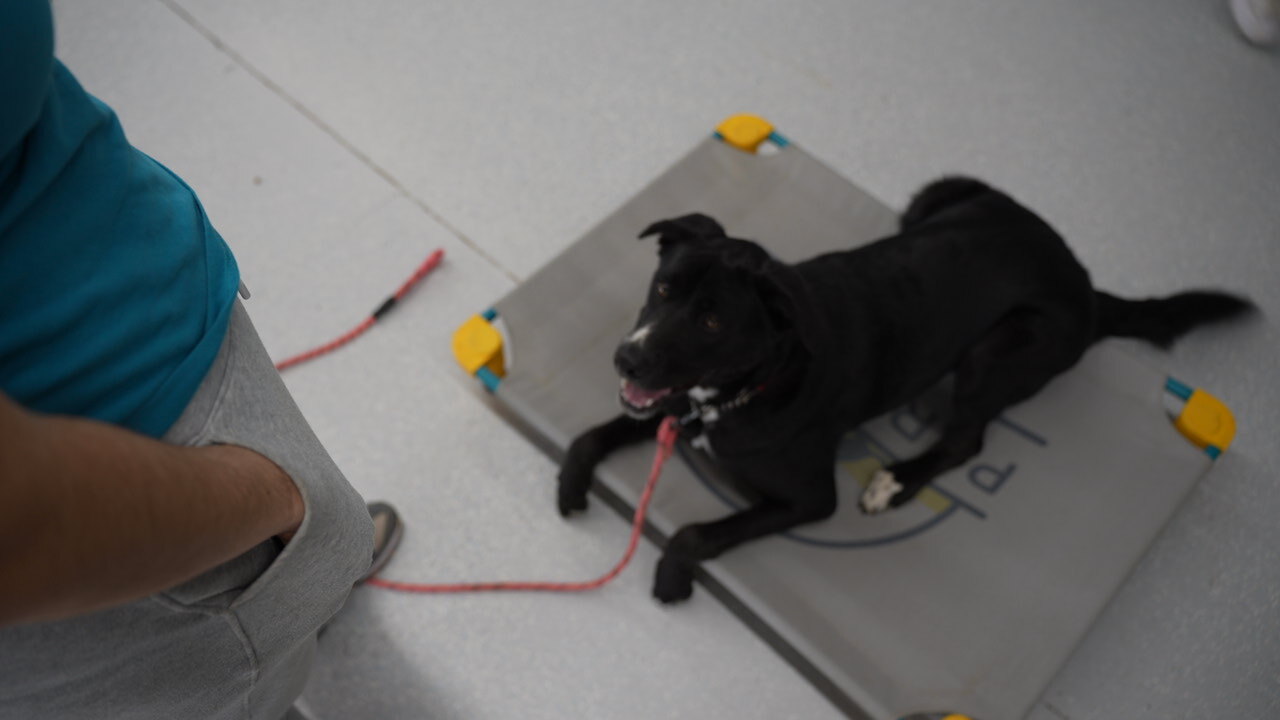 A black Lab-mix lies in a down on a low place board with yellow-and-teal feet while a handler stands by on the speckled floor.