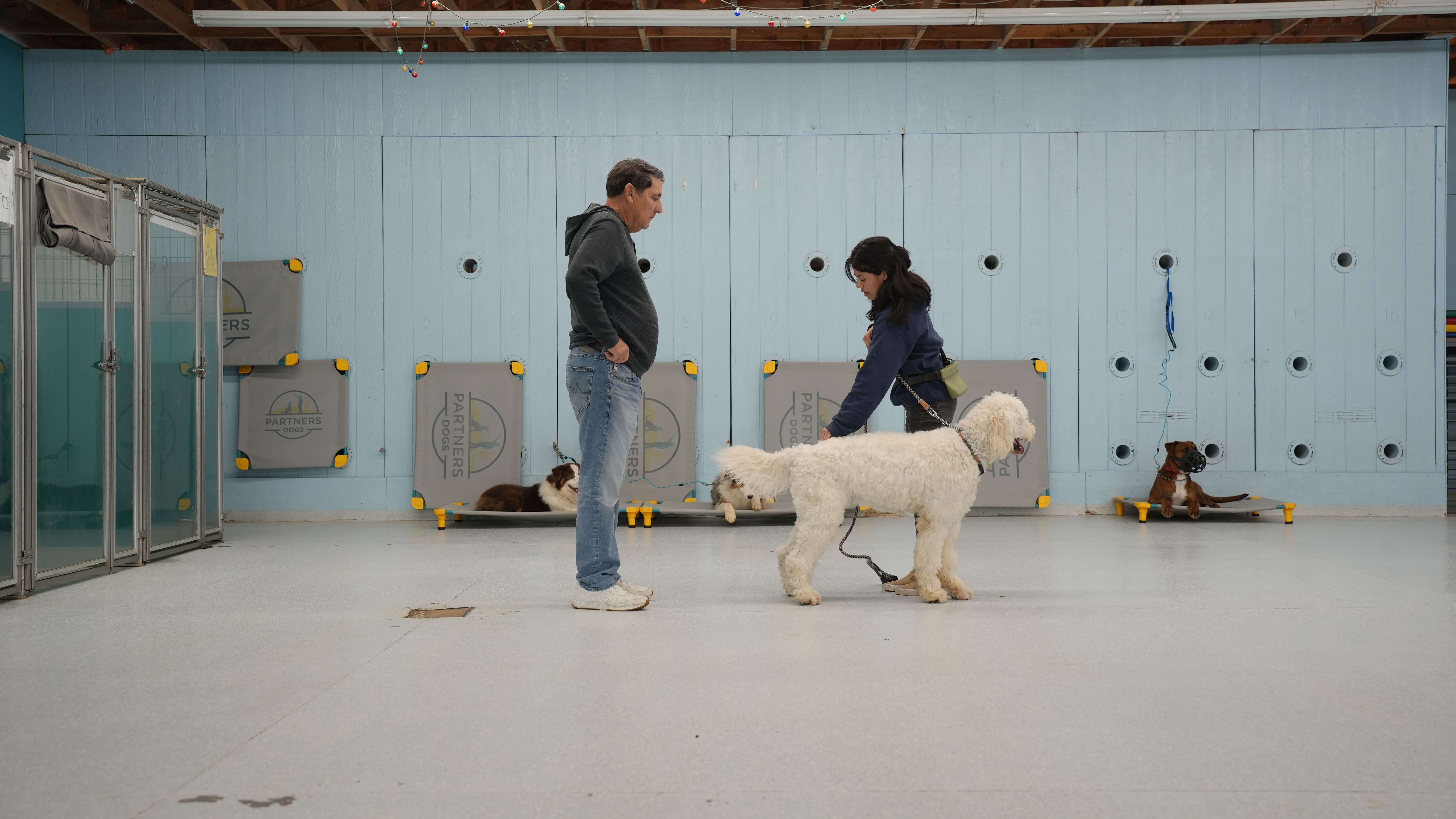 An older man and a handler work a large white doodle on leash across the indoor training floor while other dogs rest on a platform behind.