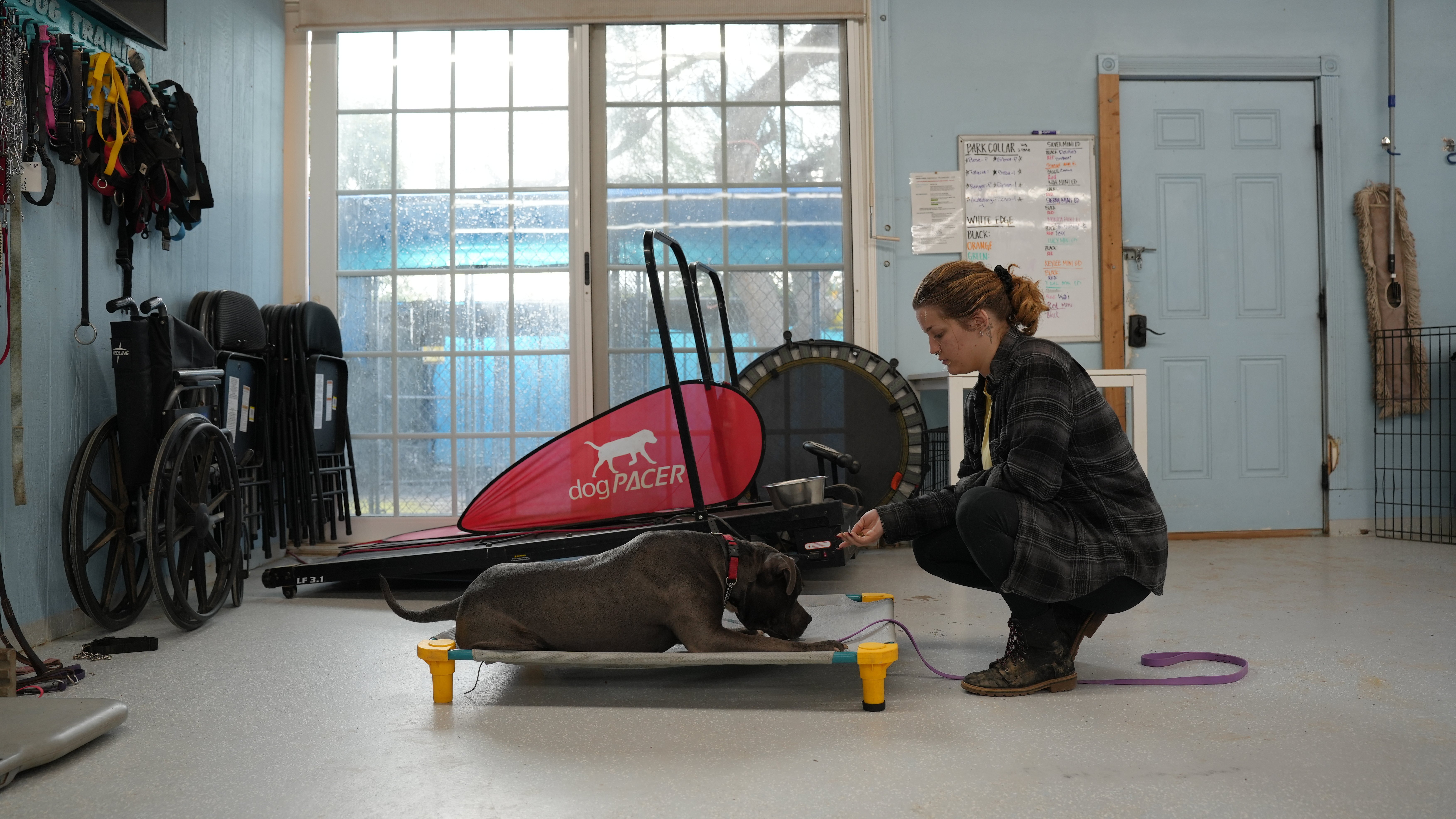 A trainer rewards a calm grey dog holding a down on a raised place cot.