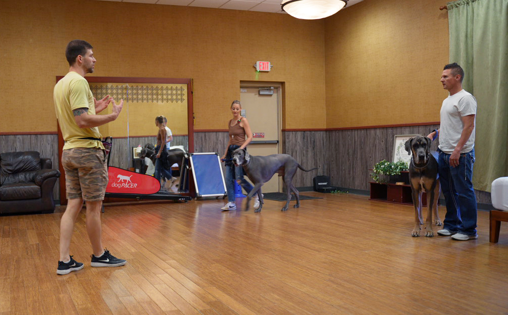 An instructor leads a Scottsdale class, coaching handlers as two large dogs work on the training floor.