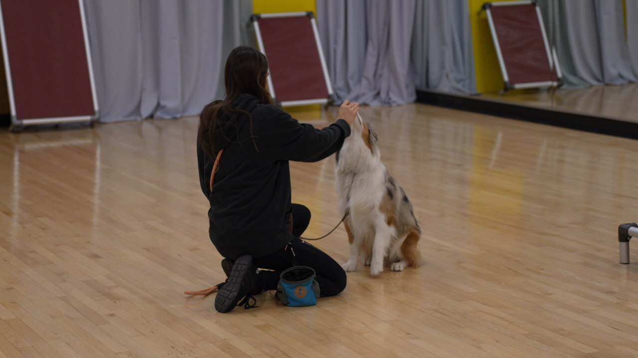 A Partners trainer kneeling to coach a young puppy on the indoor training floor
