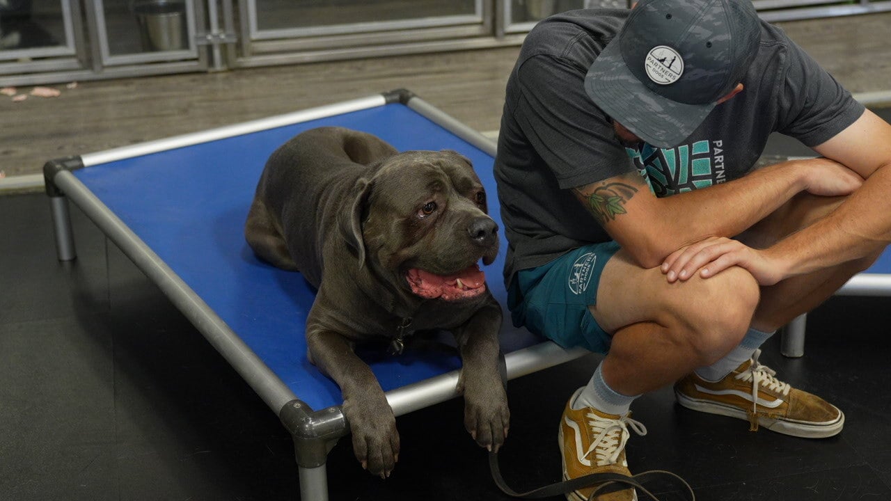 A Partners trainer guiding a focused dog into a controlled sit-stay one-on-one in the Scottsdale arena