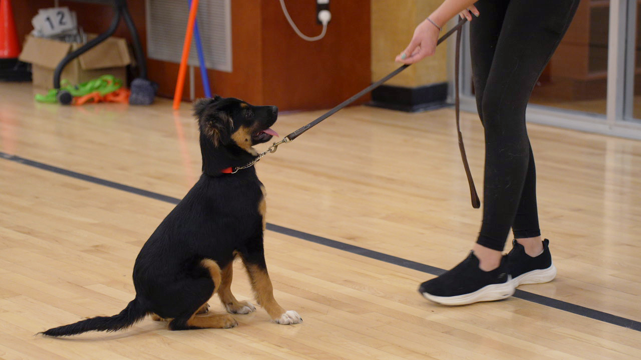 A black-and-tan puppy sits and looks up at its handler on leash indoors, learning its first manners.