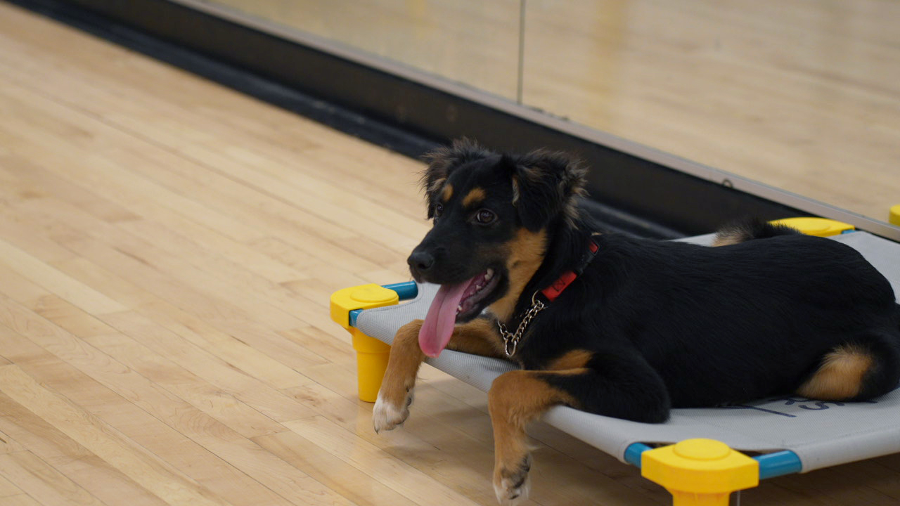 A young puppy resting on a low place-cot on the training floor