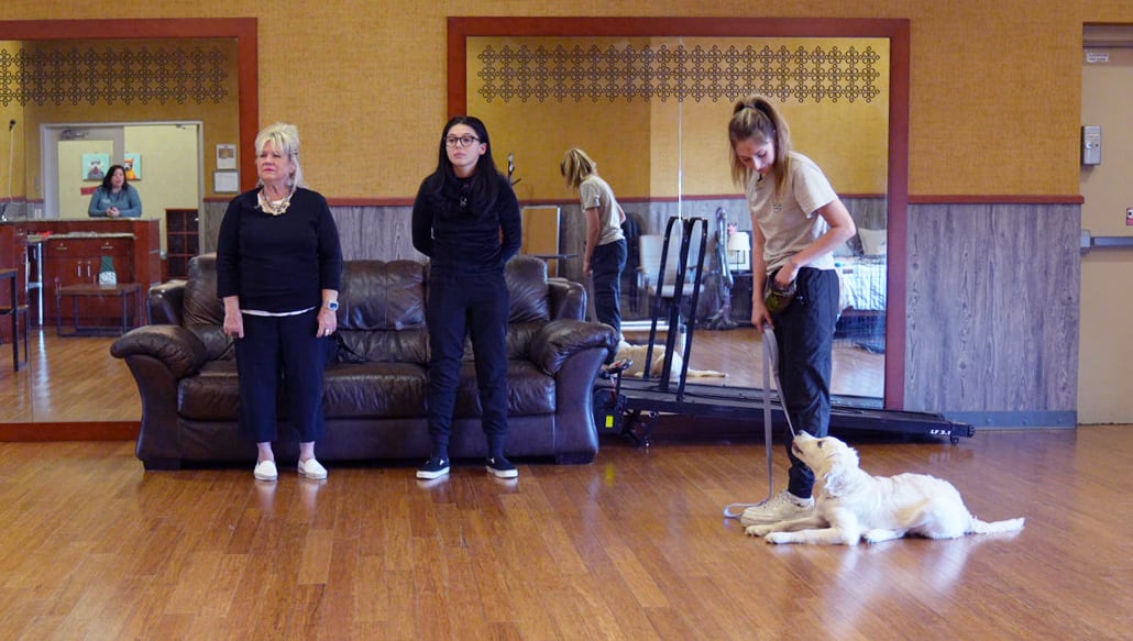 A trainer coaching an owner while a golden retriever holds a down at her feet in a lounge setting