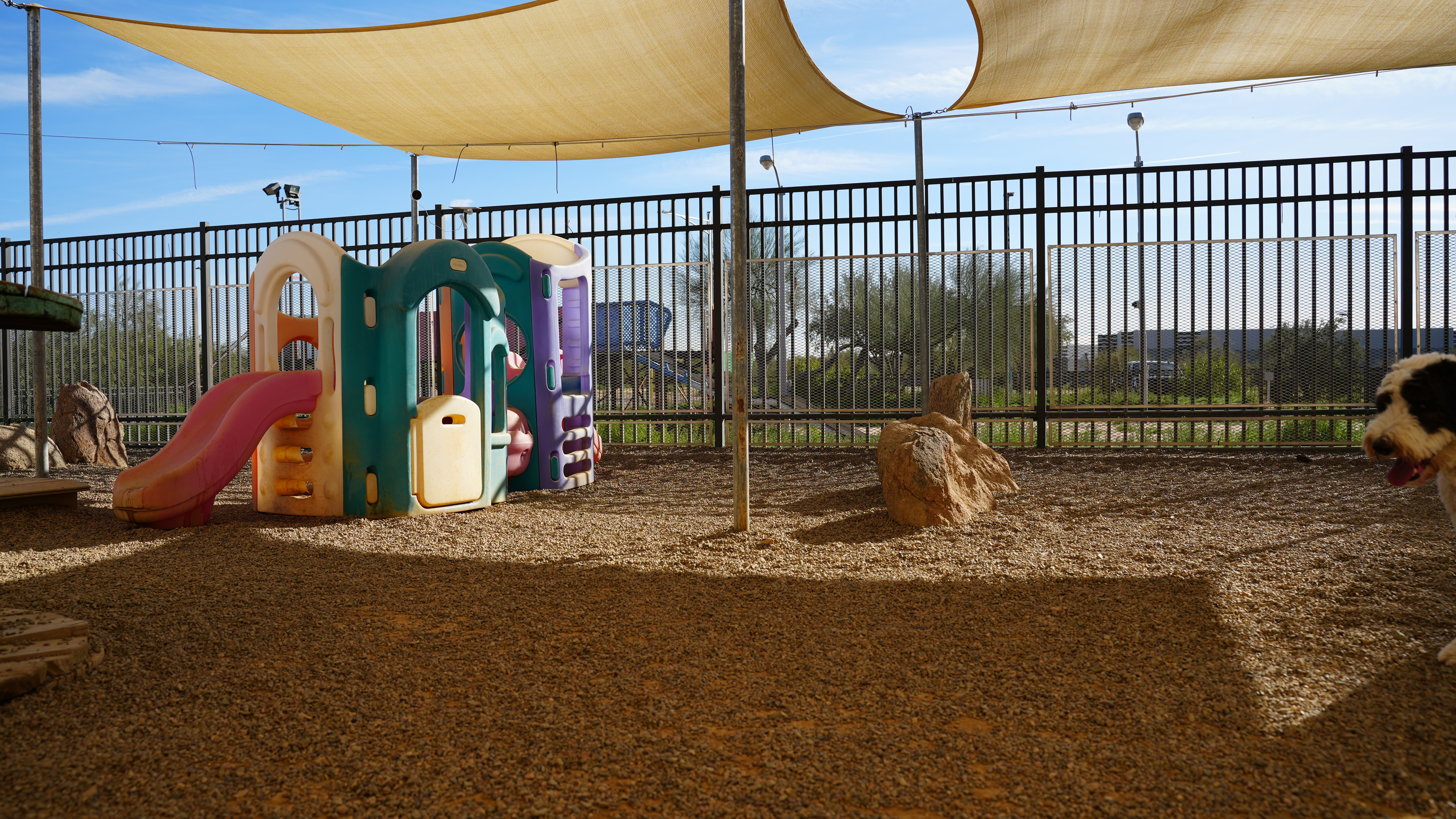 A shaded outdoor yard at Partners Dogs Cave Creek.