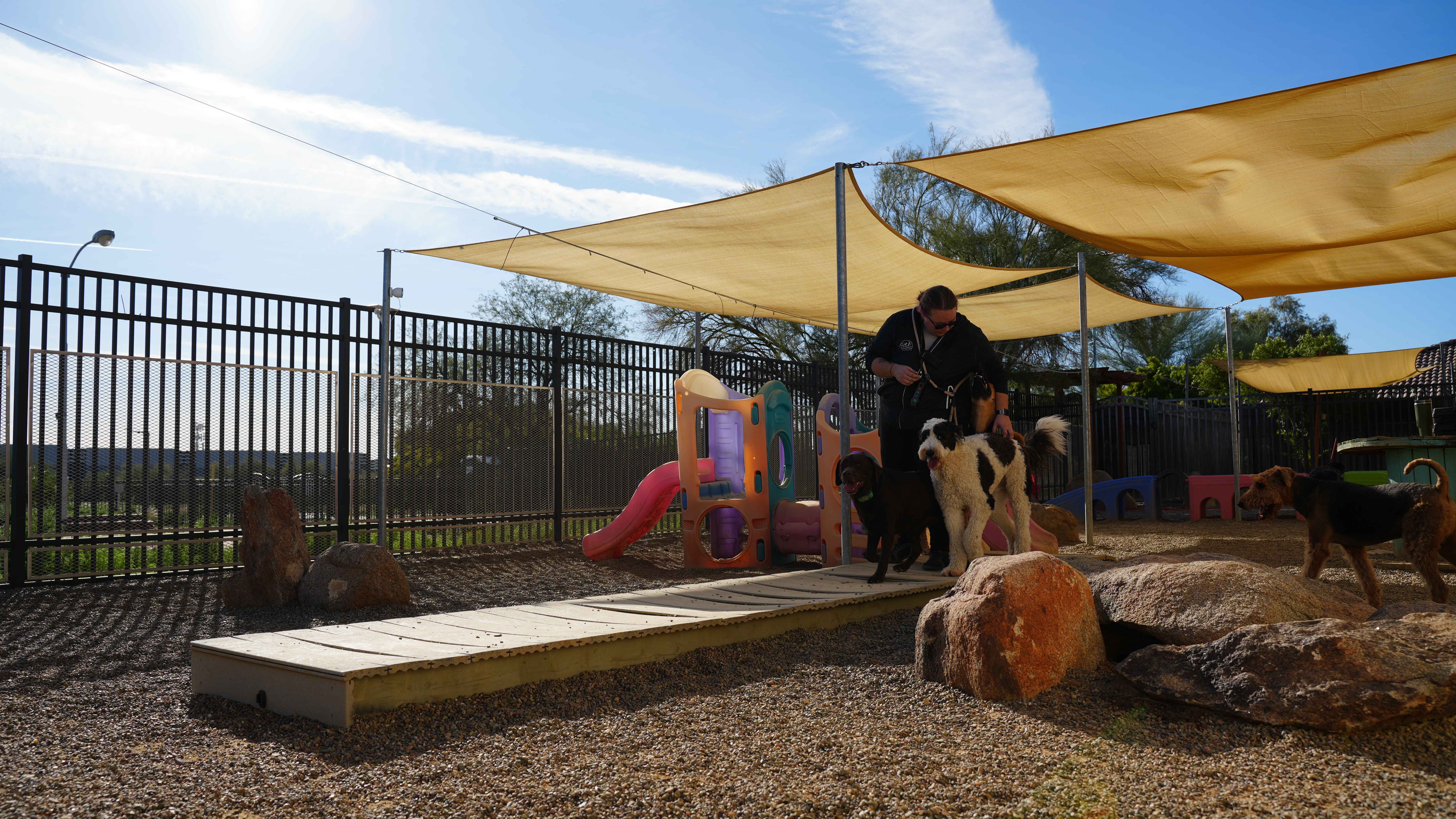 Dogs in trainer-supervised group play during DayCamp social time at Partners