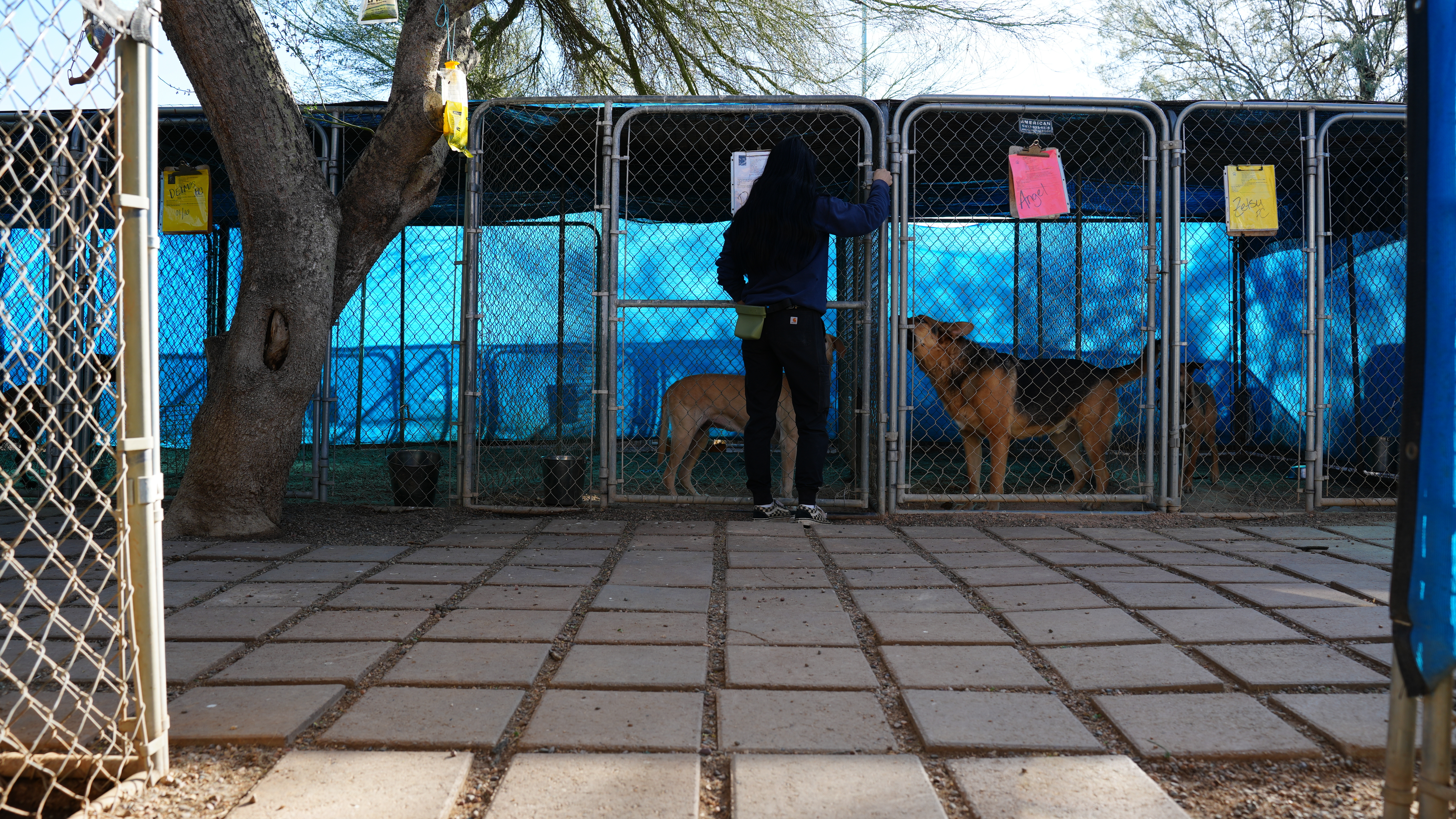 Two German Shepherd dogs on a paver patio beside the blue outdoor kennel runs at Cave Creek.
