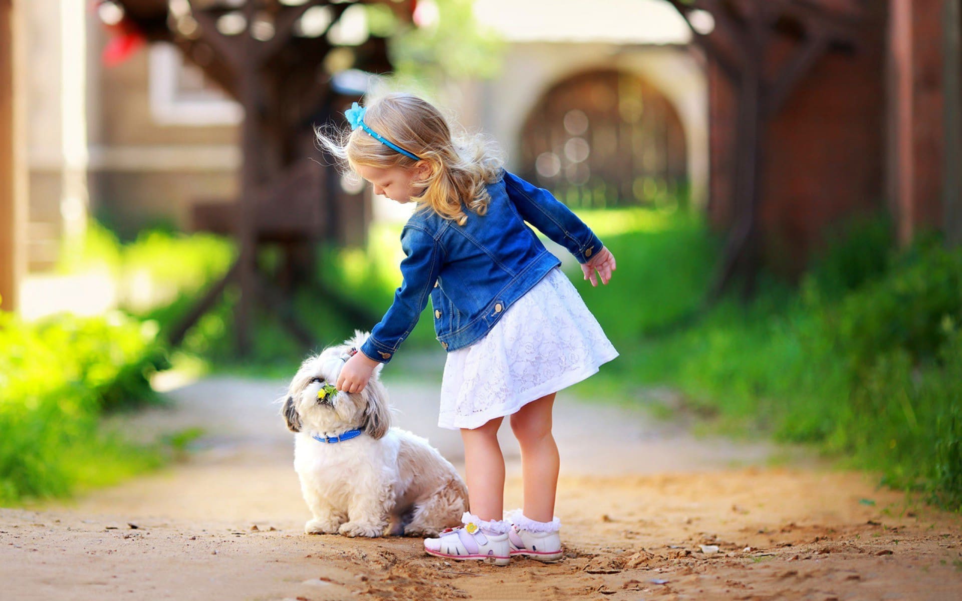 How to Train Little Dogs Partners Dog Training