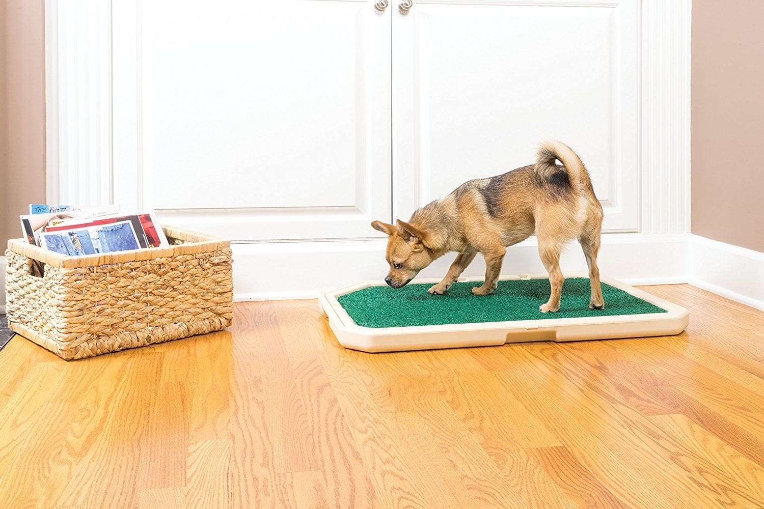 How to Potty Train Your Dog Where to Start