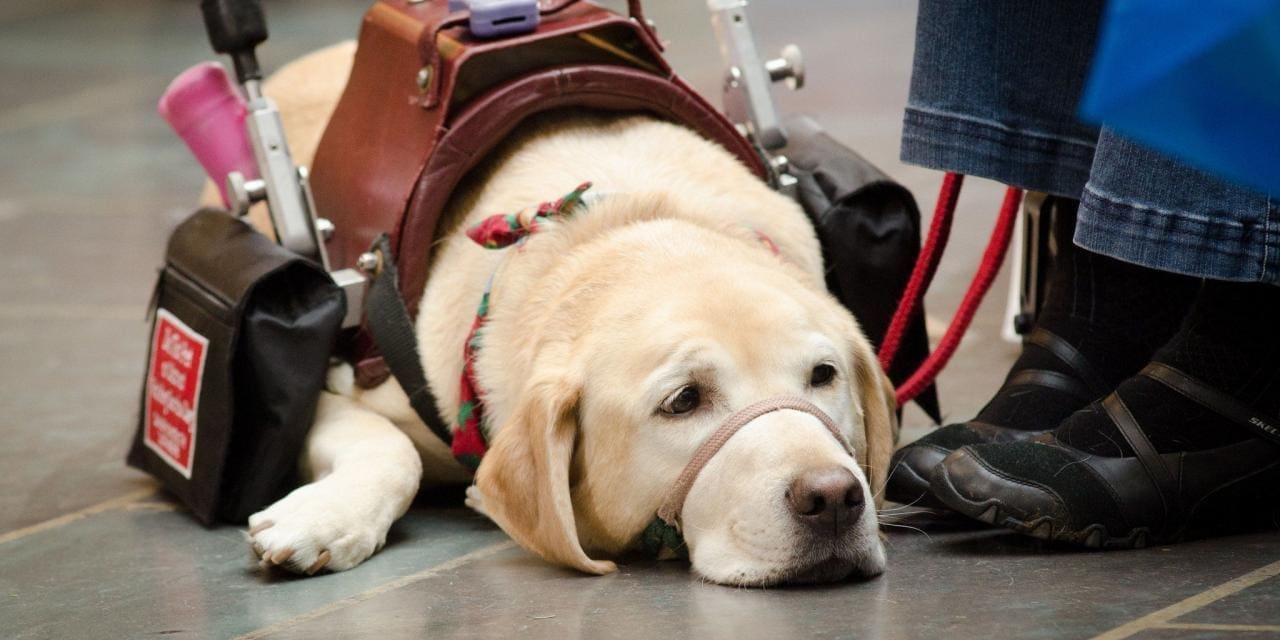 How to Stop Badly Behaved Service, Therapy, and Emotional Support Dogs
