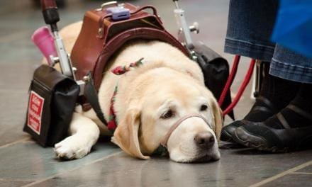How to Stop Badly Behaved Service, Therapy, and Emotional Support Dogs