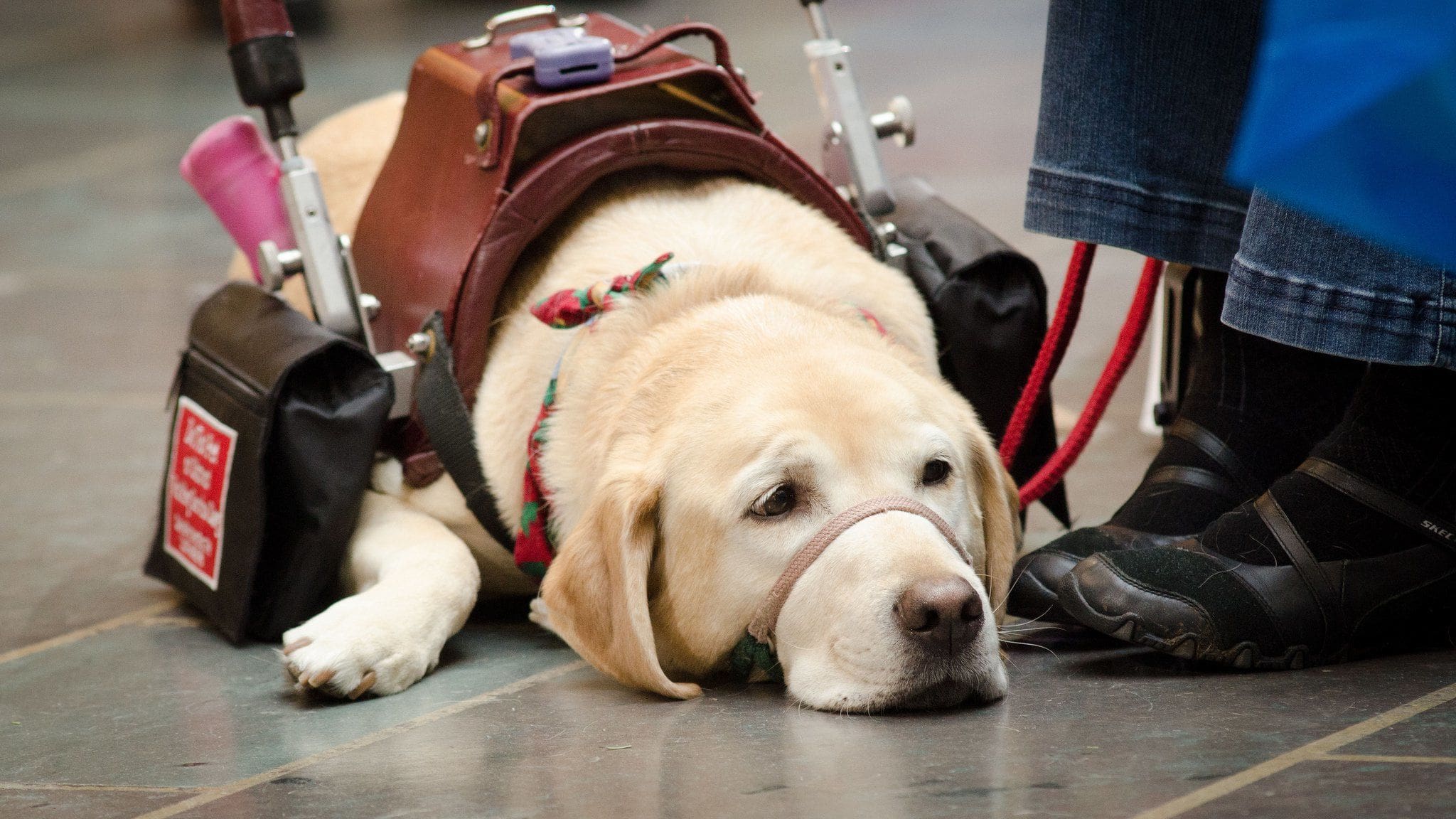 Stopping Badly Behaved Service Dogs Partners Dog Training 4 Min 