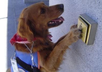 great service dogs working, how to stop badly behaved service, therapy, and emotional support dogs