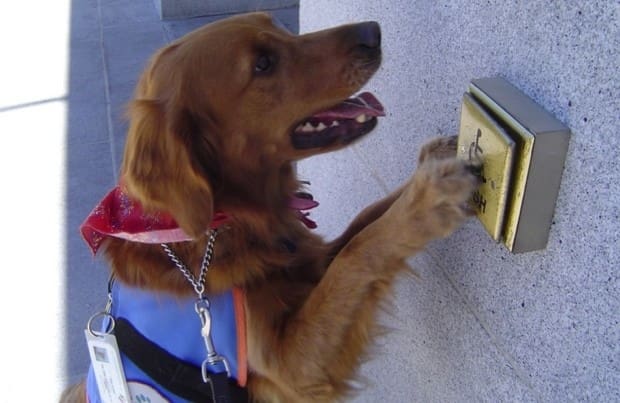 Stopping Badly Behaved Service Dogs | Partners Dog ...