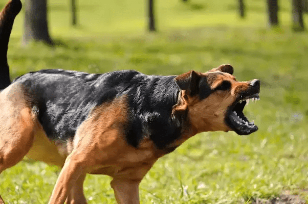 Recent dog attacks and how to prevent them
