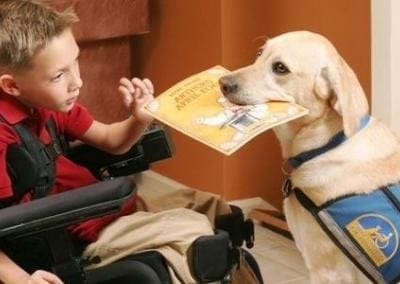 great service dogs working, how to stop badly behaved service, therapy, and emotional support dogs