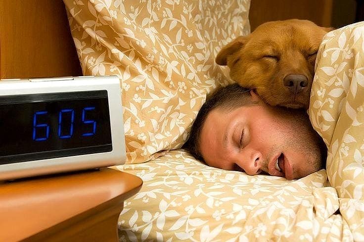 Why your dog SHOULD NOT sleep in your bed!