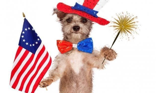 Is your dog afraid of fireworks or thunder?