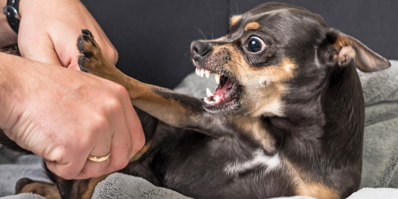 Why Do Dogs Hate Men?