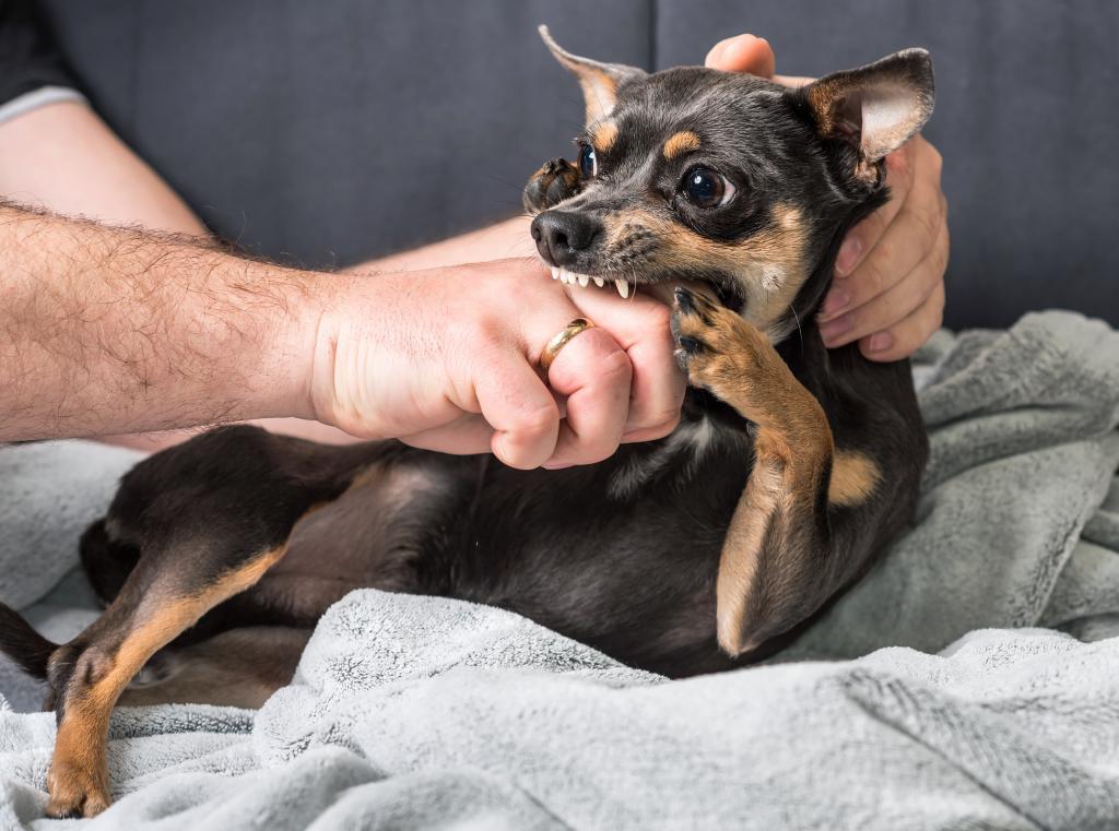 Small dog bites the owner, Small dog aggression, fearful of man, dog