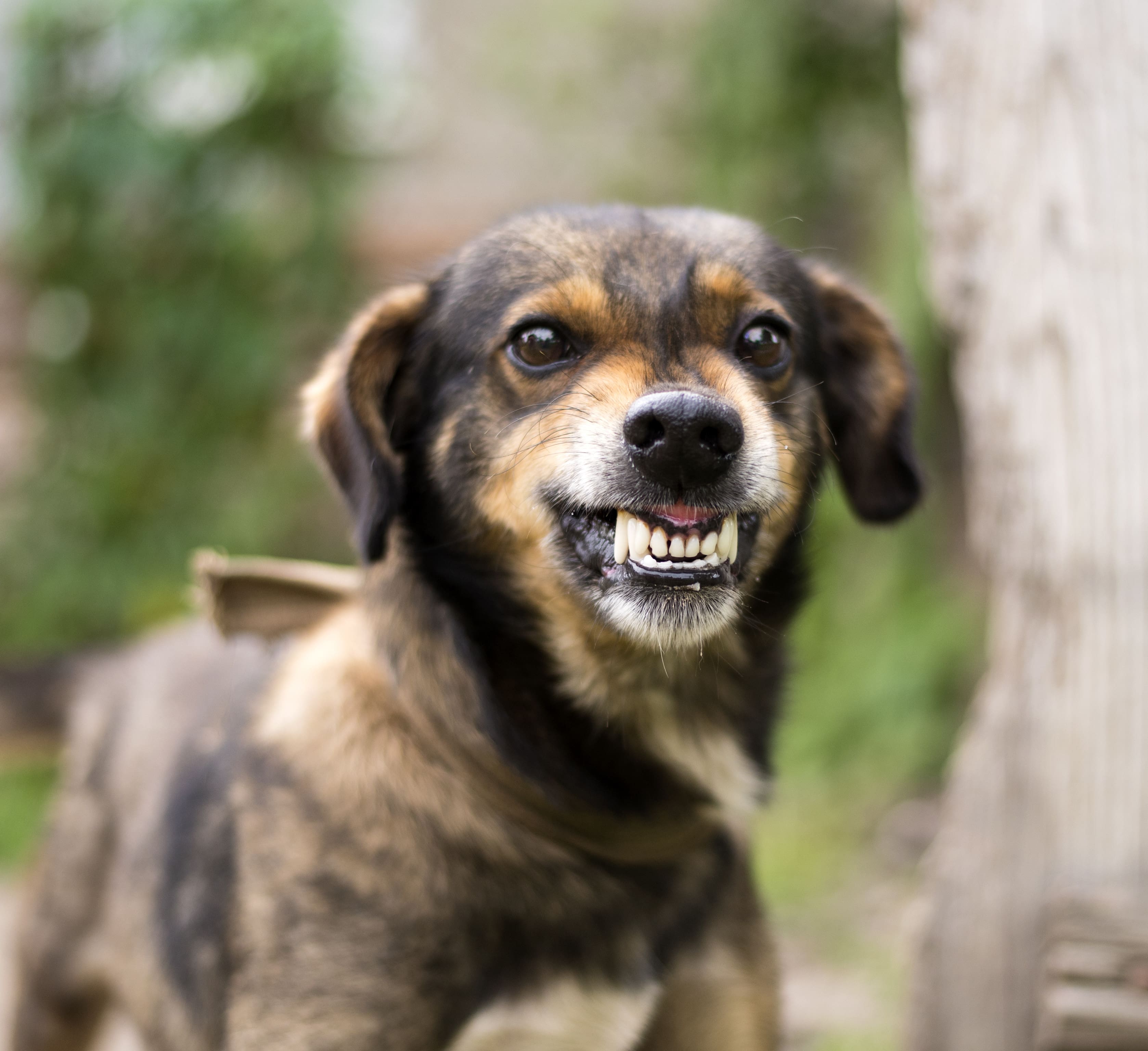 Aggressive, angry dog, dog growling, why do dogs growl at kids