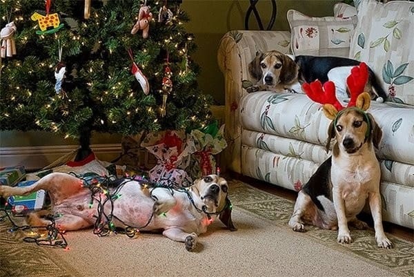 3 Ways to Stop Your Pet From Wrecking Decorations