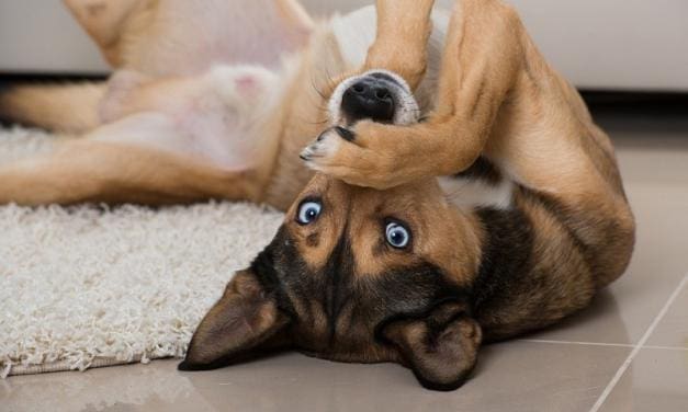 6 Brain Games to Play With Your Dog