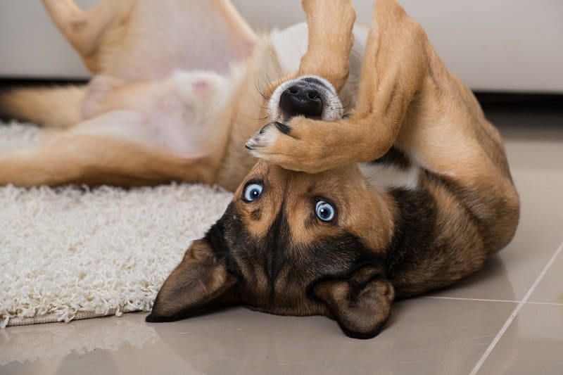 6 Brain Games to Play With Your Dog