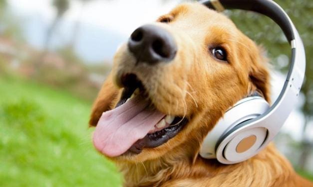 12 Awesome Facts About Dogs