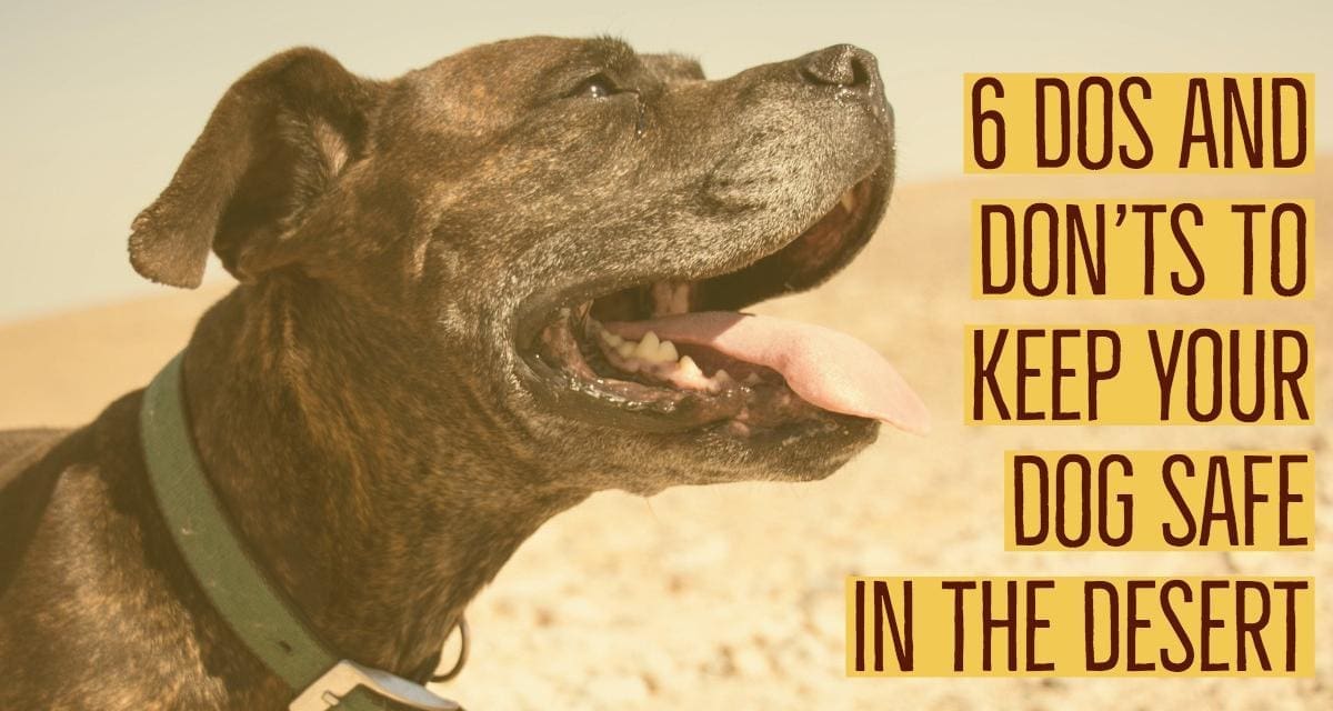 6 Dos and Don’ts To Keep Your Dog Safe In The Desert
