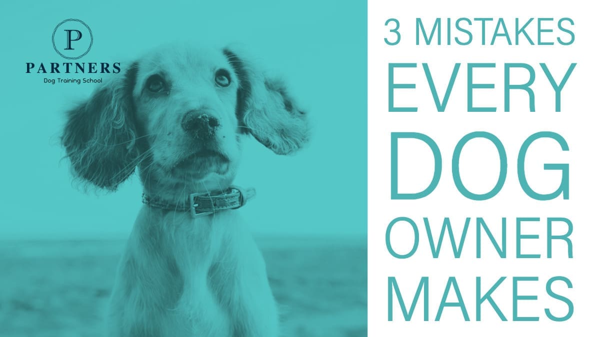 3 Mistakes Every Dog Owner Makes