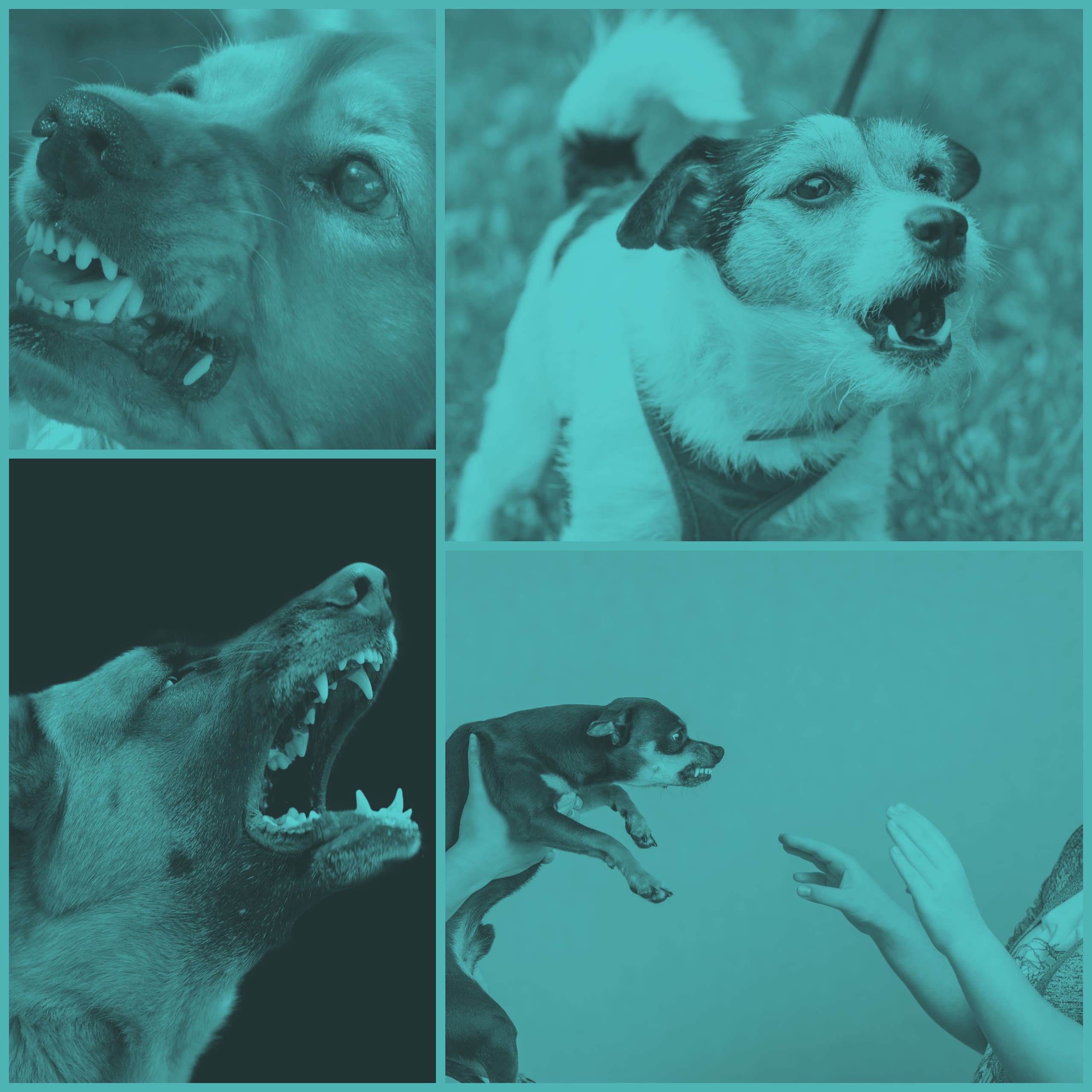 Stop Dog Aggression Today Dog Aggression Trainer Partners Dog Training