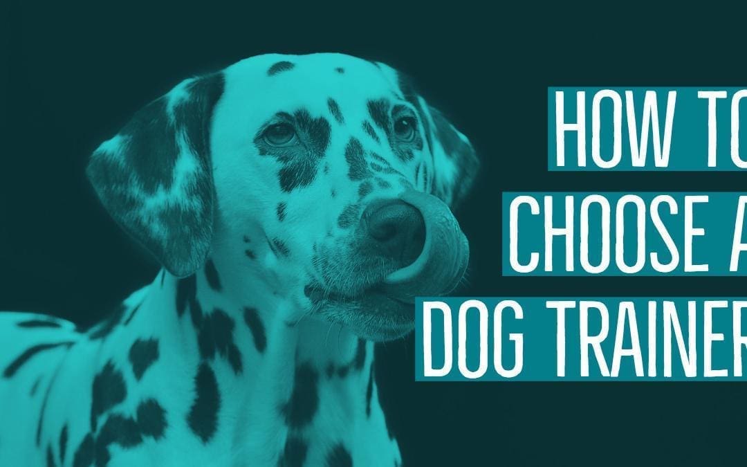How to Choose a Dog Trainer