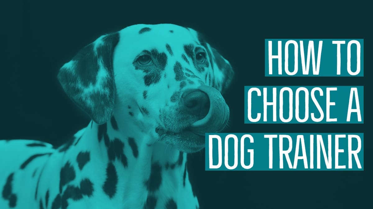how to choose a dog trainer, choosing the best dog trainer, best dog