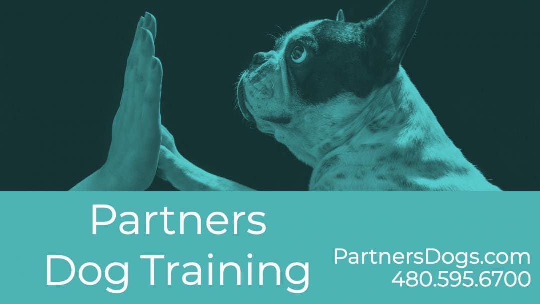 Partners Dog Training, home, partnersdogs, partners dogs, dog training