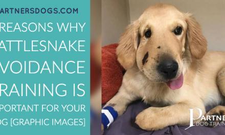 3 Reasons Why Rattlesnake Avoidance Training is Important for Your Dog [Graphic Images]