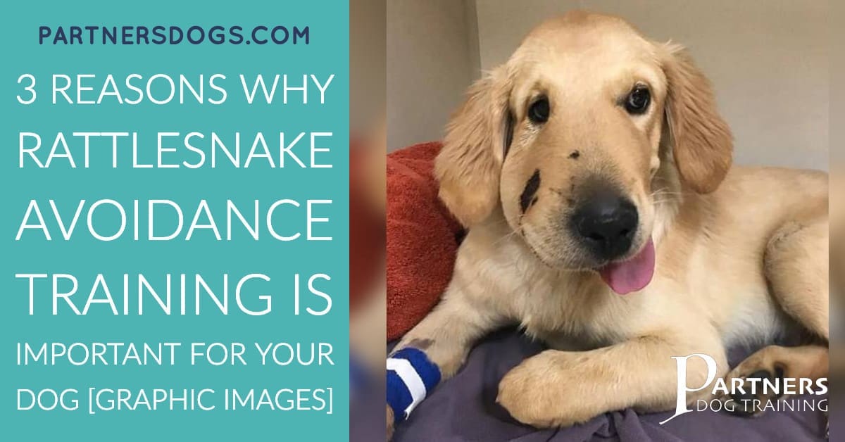 3 Reasons Why Rattlesnake Avoidance Training is Important for Your Dog [Graphic Images]