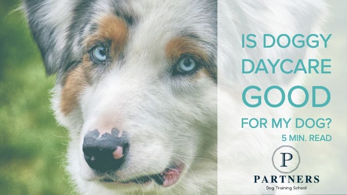 Is Doggy Daycare Good For Puppies