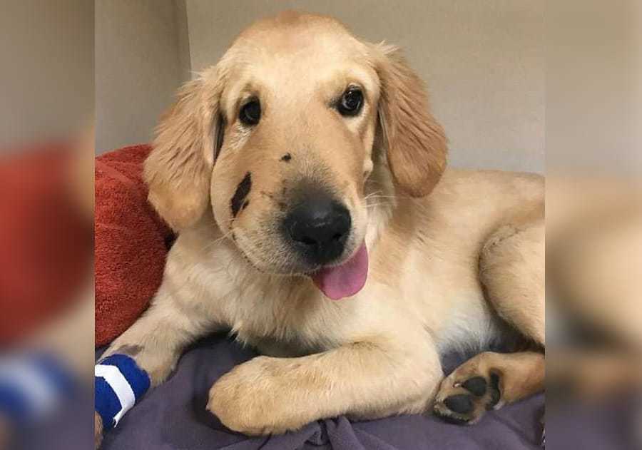 what are the symptoms of a rattlesnake bite on a dog