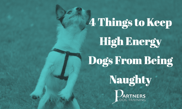 4 Things to Keep High Energy Dogs From Being Naughty