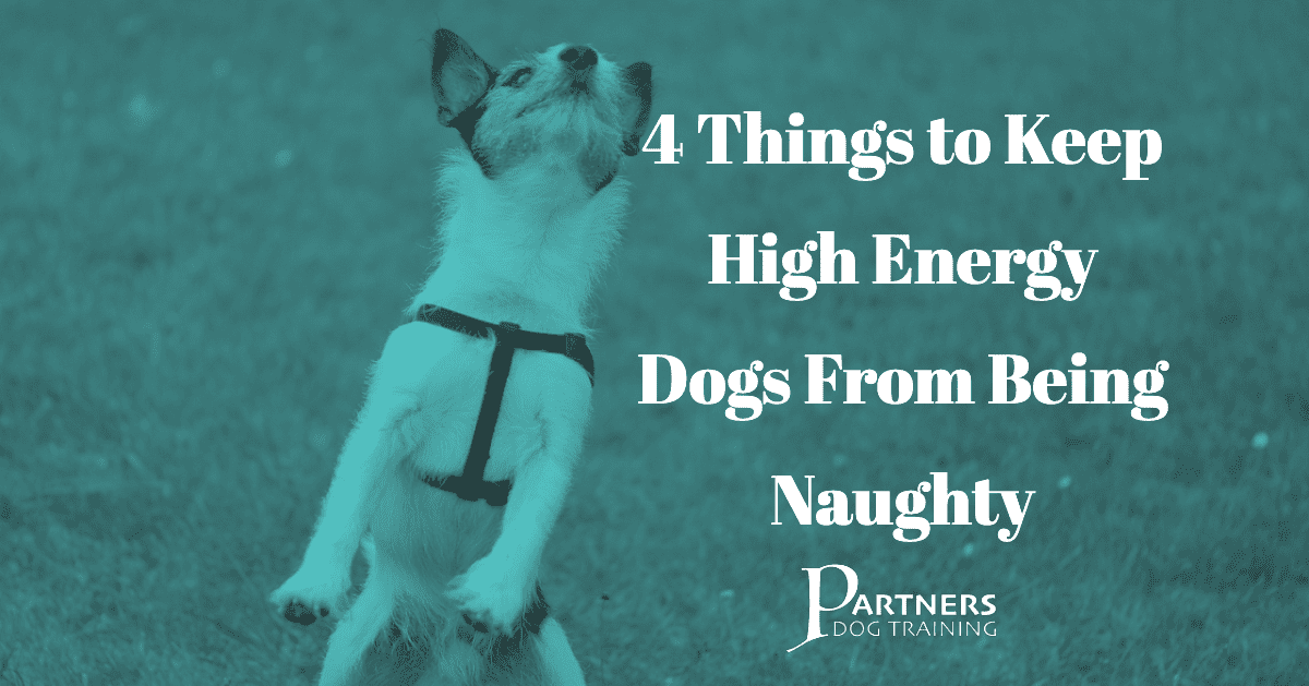 4 Things to Keep High Energy Dogs From Being Naughty | Partners Dog Training