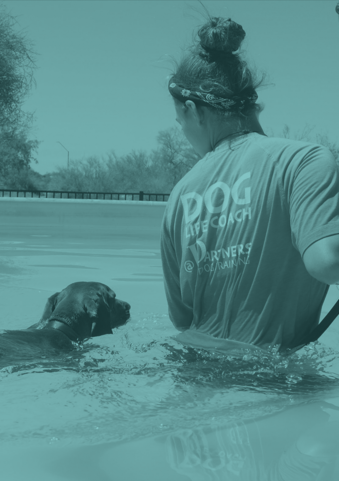 Our Programs Partners Dog Training Arizona's Best Dog Trainer