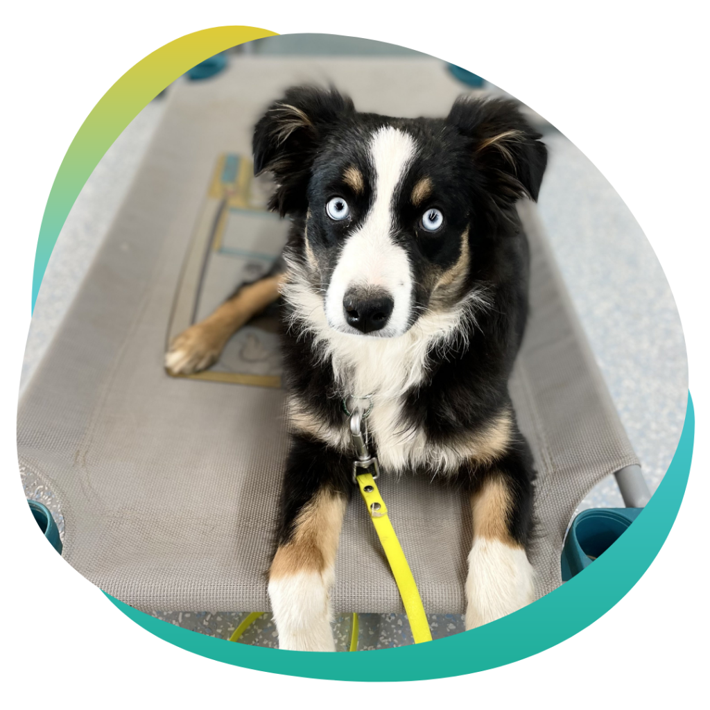 Partners Dog Training Arizona's Best Dog Trainer Over 45,000 Trained