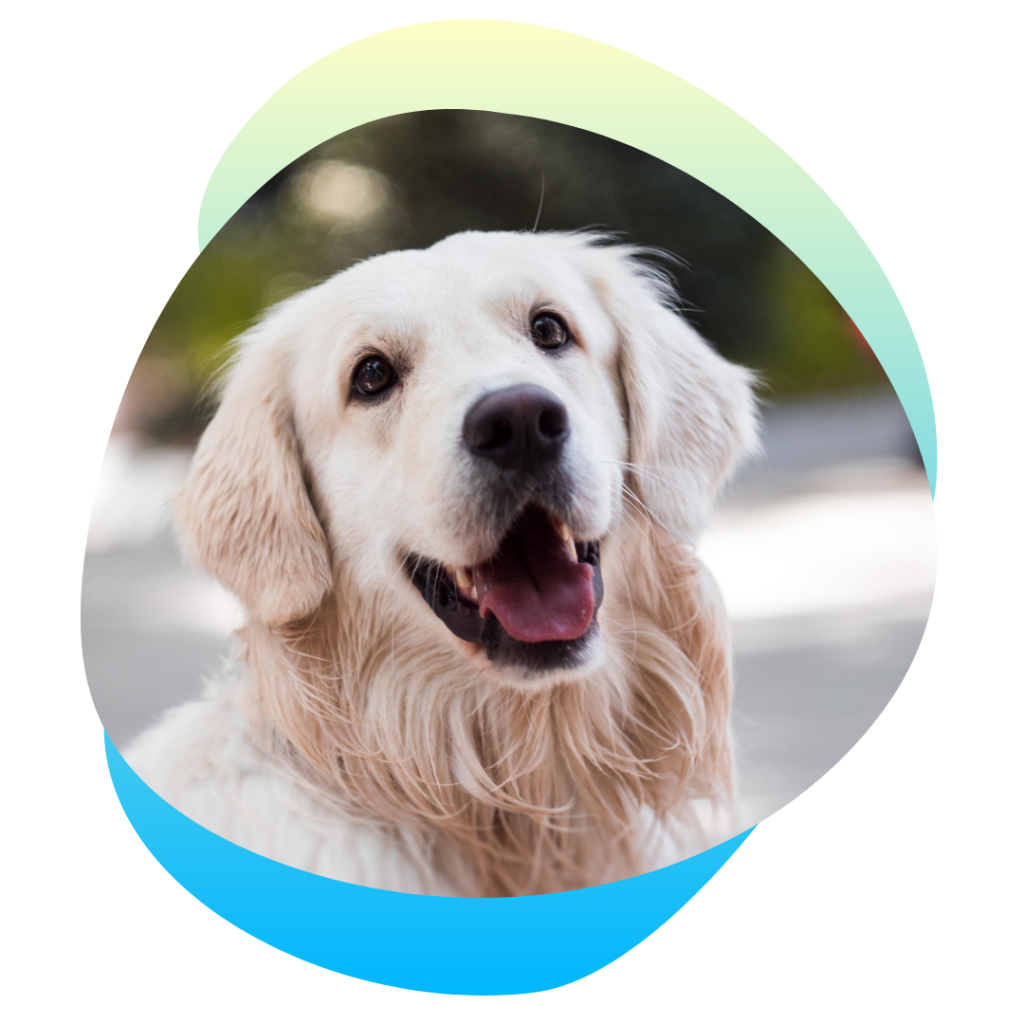 dog trainer mesa az dog trainer mesa az