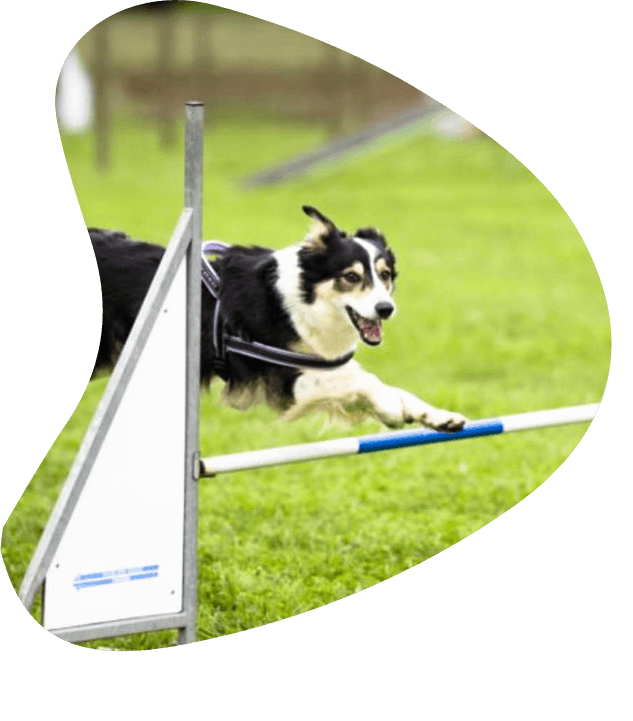 Partners Dog Training Arizona's Best Dog Trainer Over 45,000 Trained