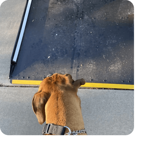 Doggy bus ramp