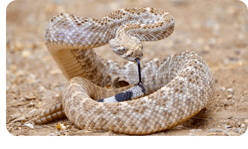 Program: Rattlesnake Avoidance