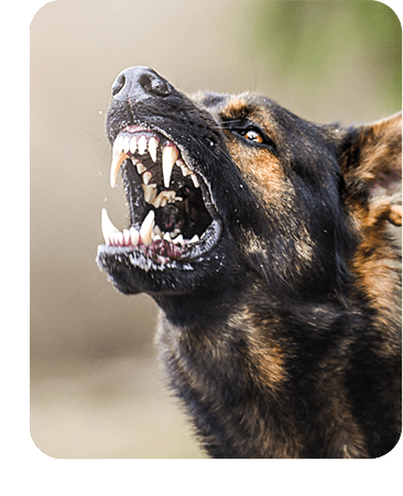 Program: Behavior Camp